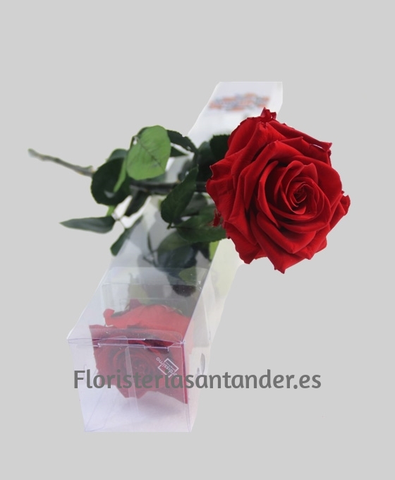 Rosa Preservada para regalar